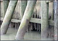 wood sea wall damage