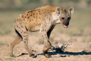 wild hyena